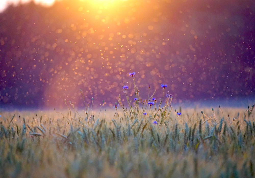 Vous êtes la lumière du monde Image